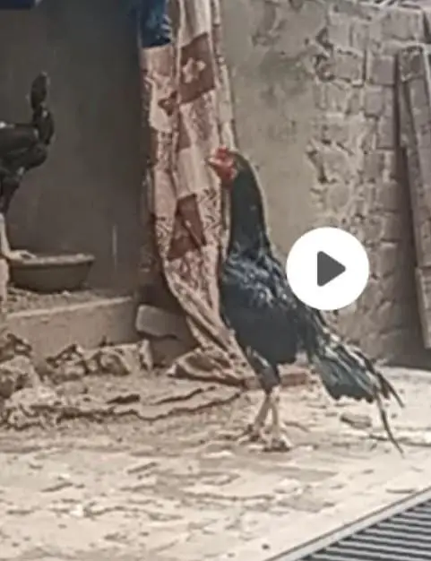 full healthy and nice male lasani breed — photo 3