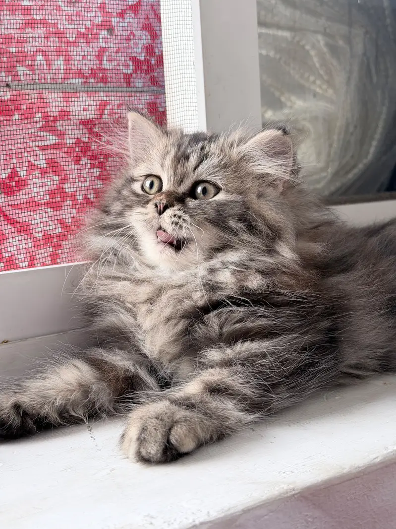 It's so cute  — photo 2