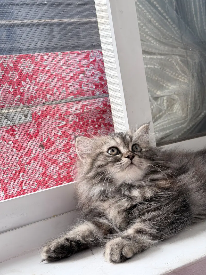 It's so cute  — photo 3