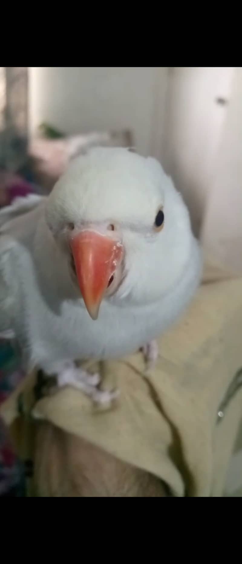 White Lawrence ringneck 2