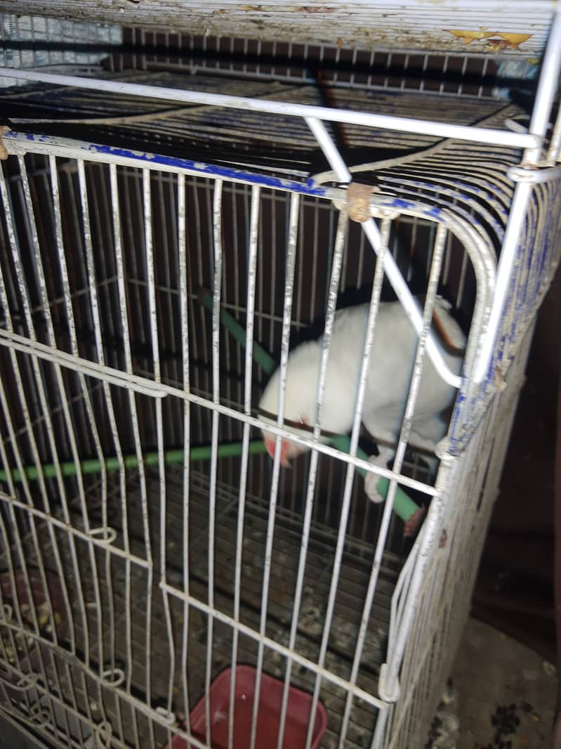 White Lawrence ringneck 4