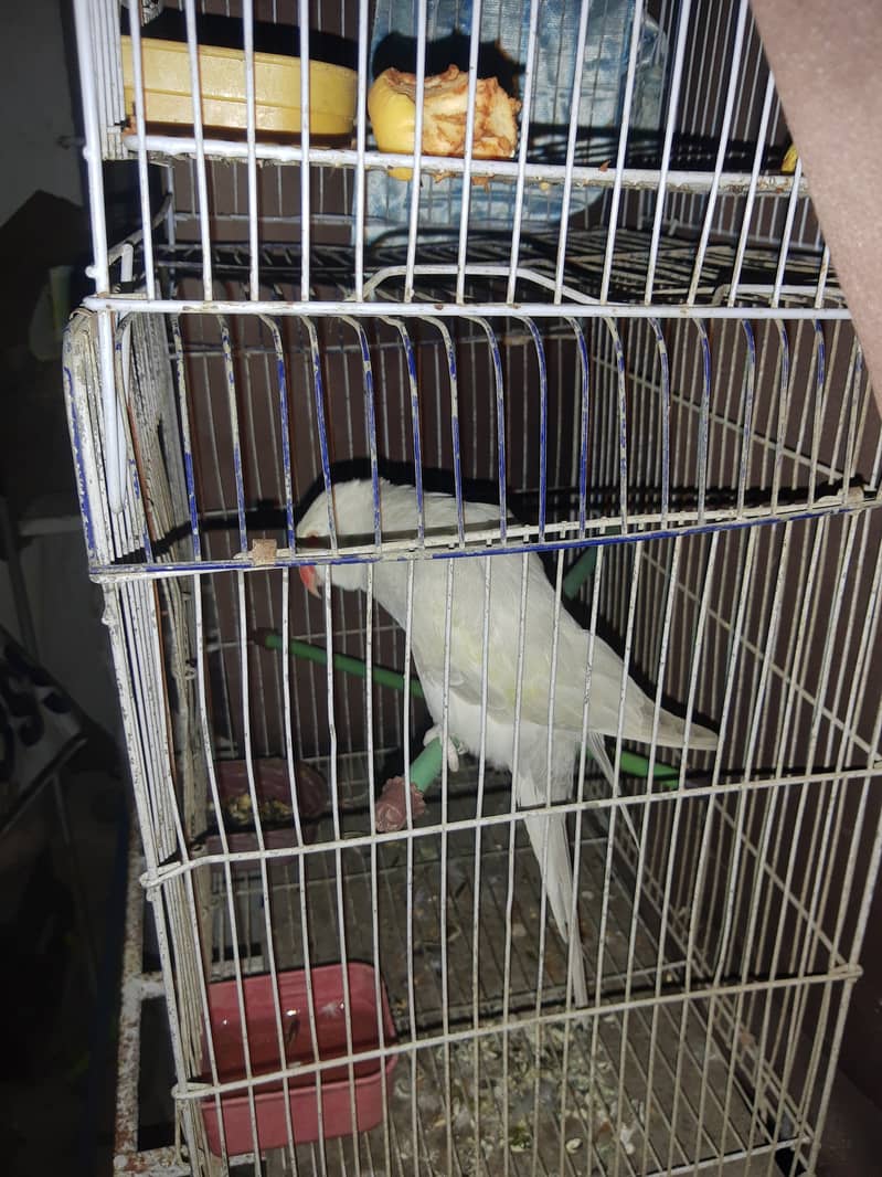 White Lawrence ringneck 5
