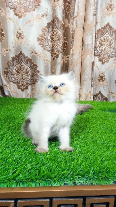 ragdoll himalayan kittens