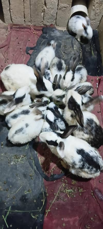 rabbits for sale