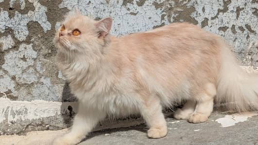 Blue Eyes Persian Kitten