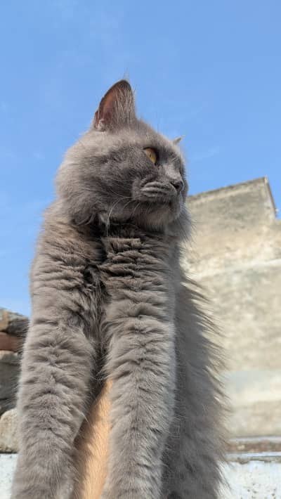 Persian Male Female Pair