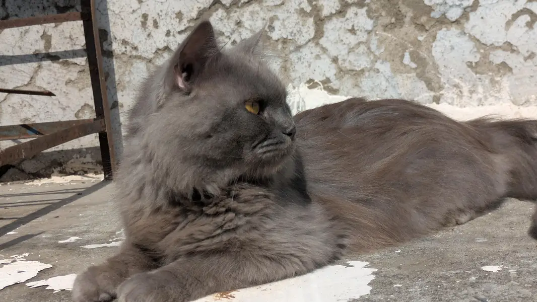 Blue Eyes Persian Kitten — photo 3