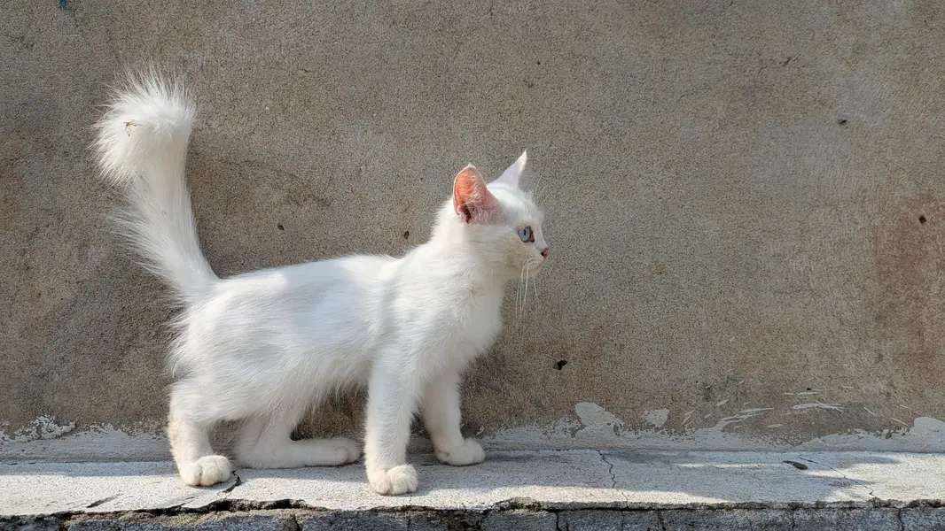 Blue Eyes Persian Kitten — photo 4