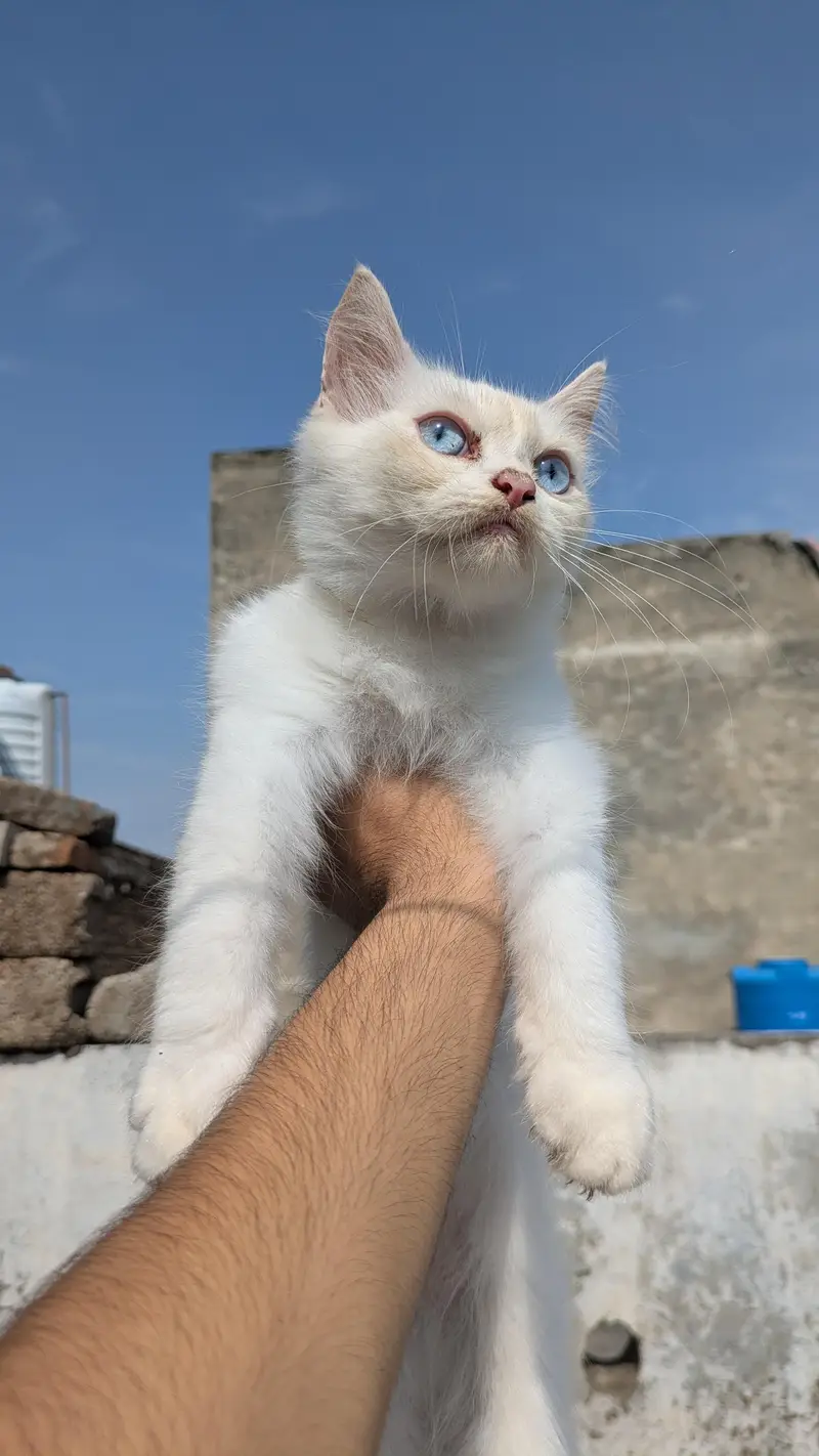Blue Eyes Persian Kitten — photo 5