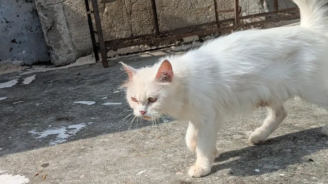 Blue Eyes Persian Kitten — photo 6