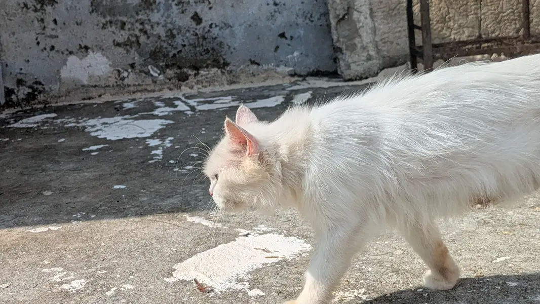 Blue Eyes Persian Kitten — photo 7