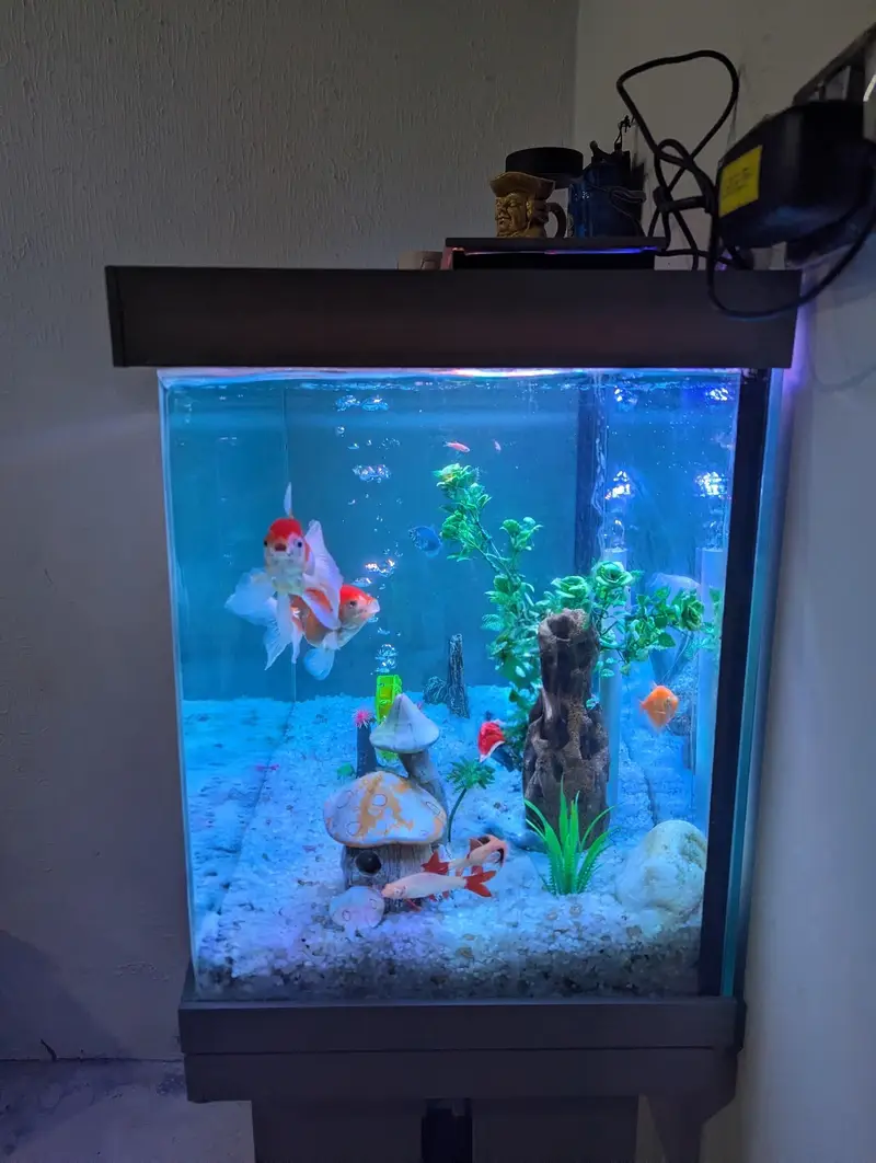 Aquarium - Fish tank - Glass frame — photo 3