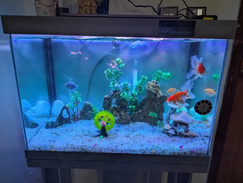 Aquarium - Fish tank - Glass frame — photo 4