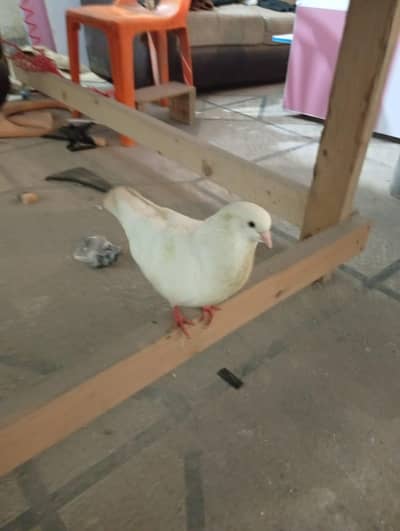 heavy buff pigeon