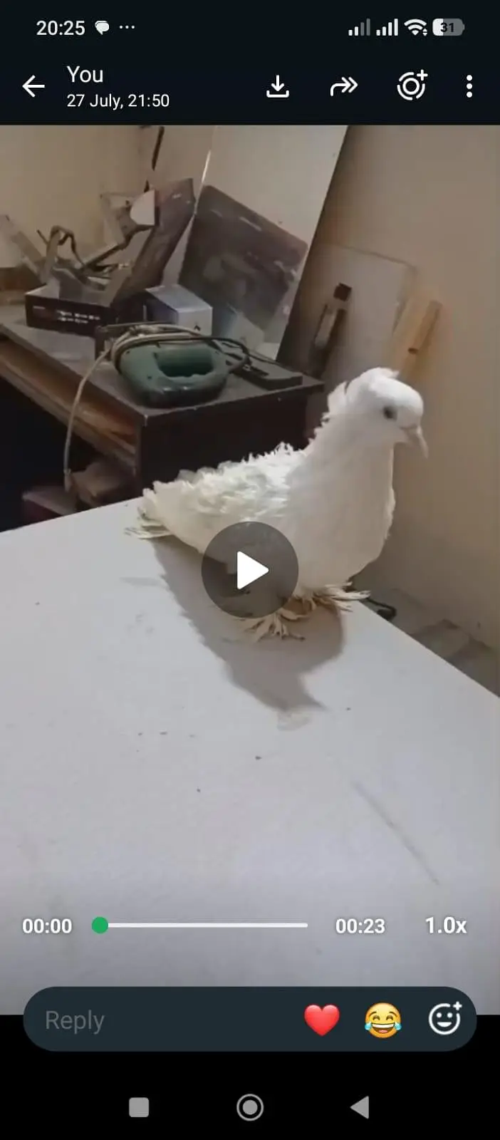 heavy buff pigeon — photo 2