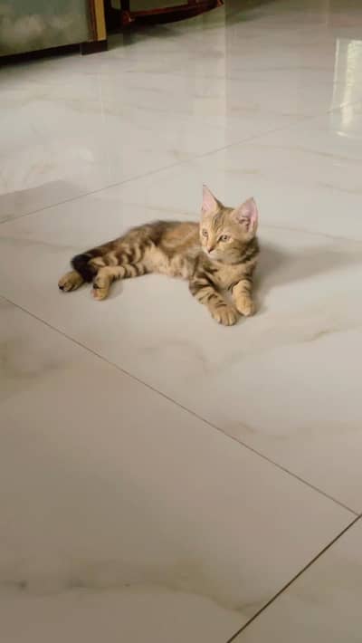 Pure Siberian kitten