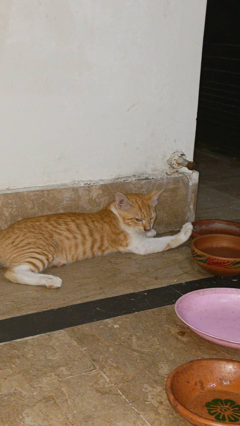 KITTENS FOR ADOPTION 1