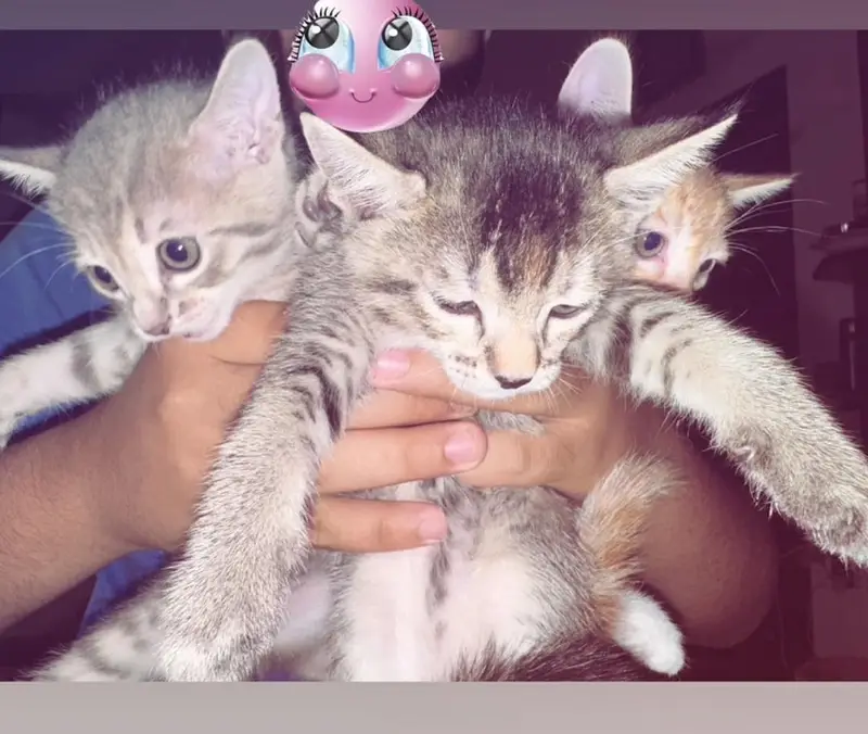 KITTENS FOR ADOPTION — photo 3