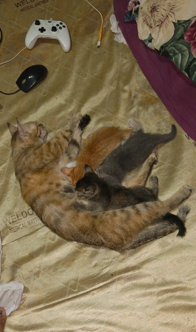 KITTENS FOR ADOPTION — photo 4