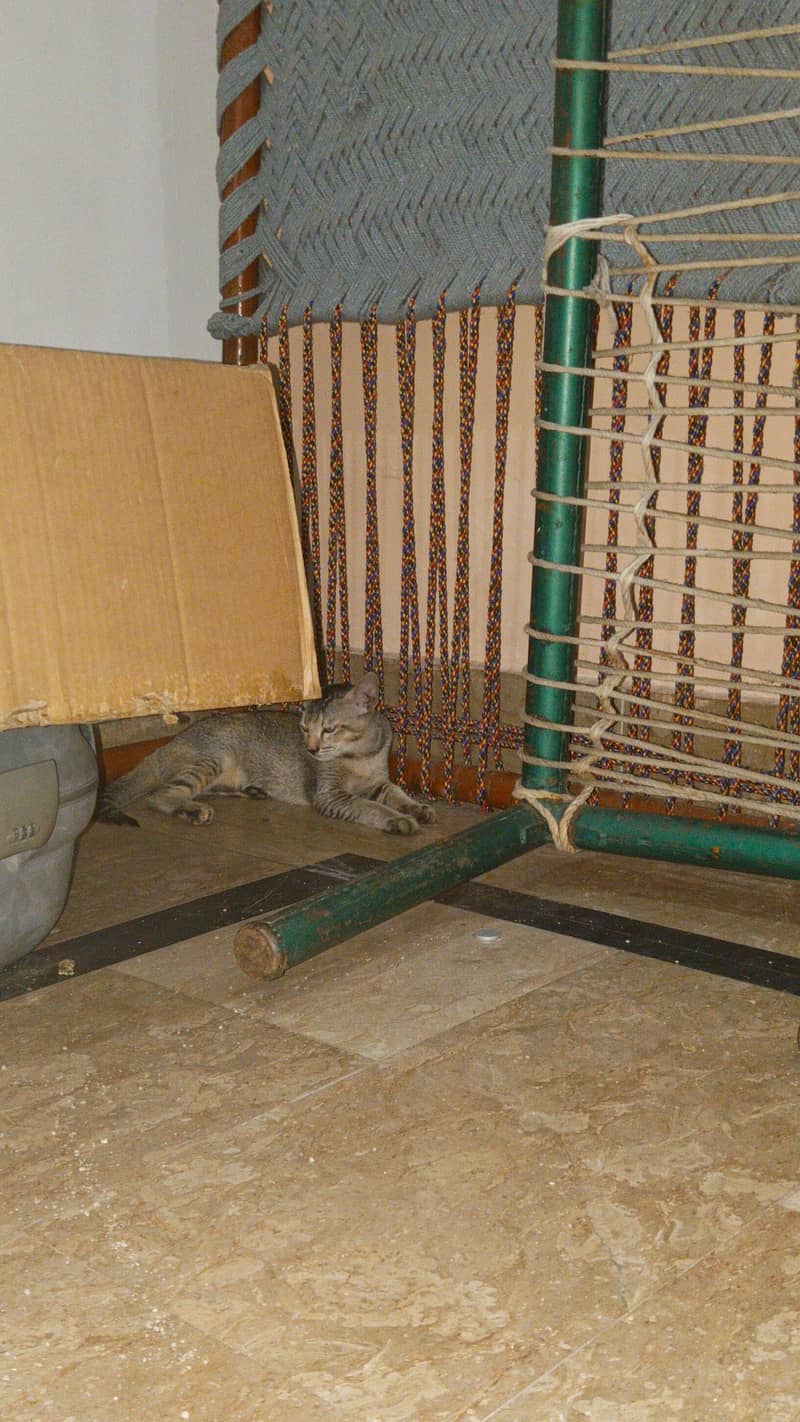 KITTENS FOR ADOPTION 4