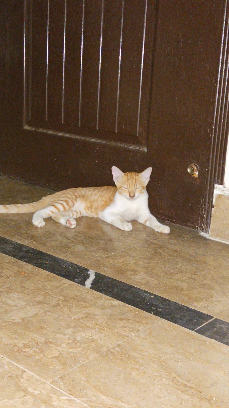 KITTENS FOR ADOPTION 5