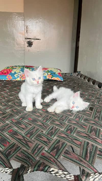 2 months Russian pair for sale