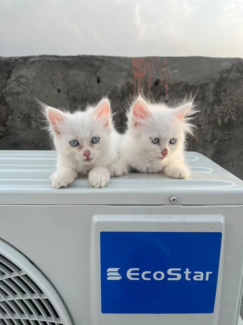 2 months Russian pair for sale — photo 2