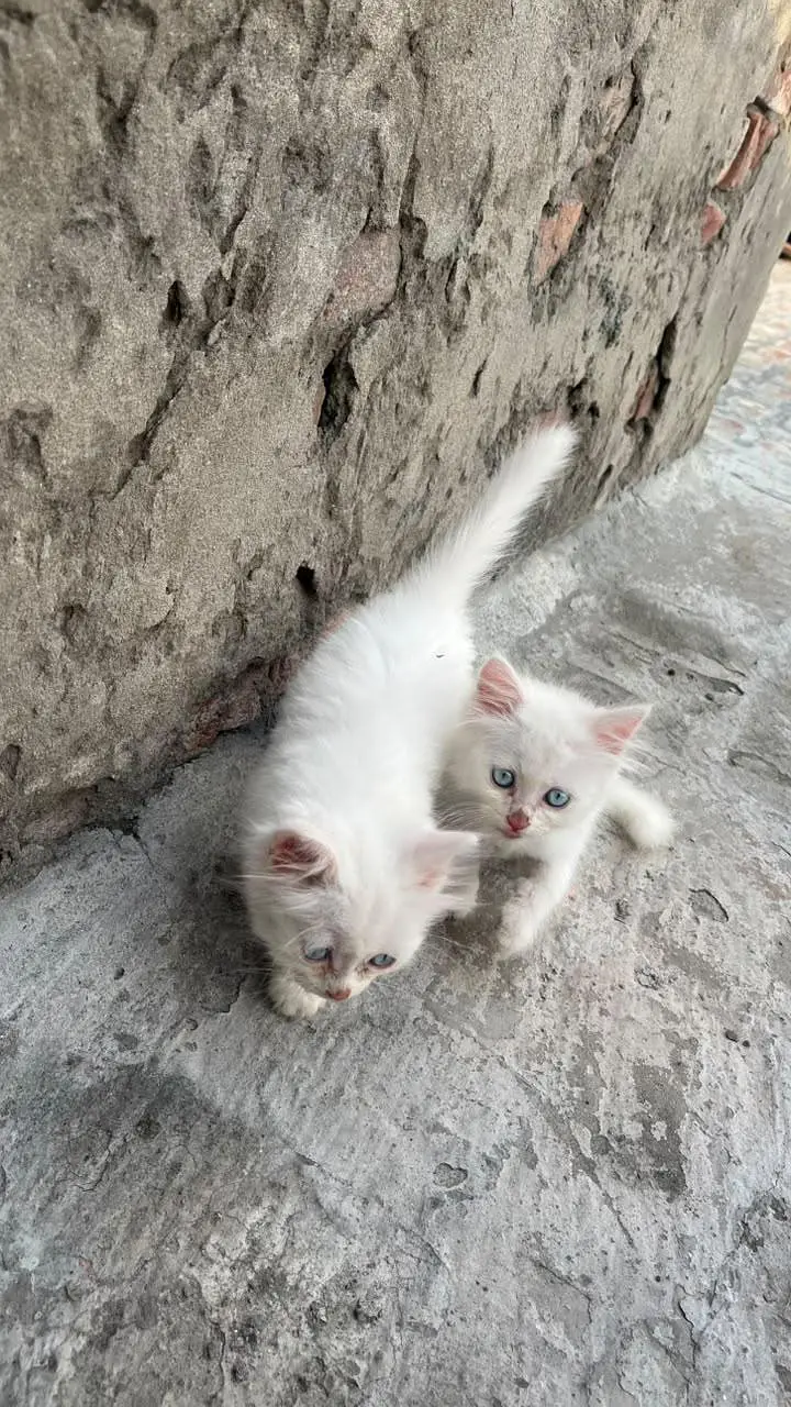 2 months Russian pair for sale — photo 5