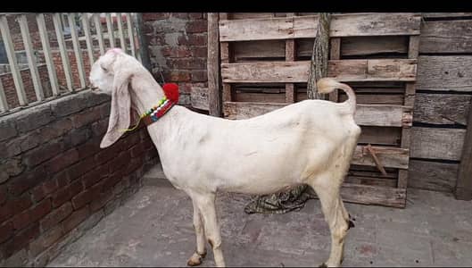 rajanpuri beetal bakri