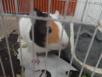 Guinea pig
