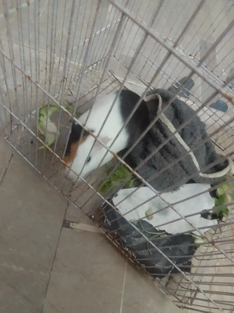 Guinea pig — photo 2