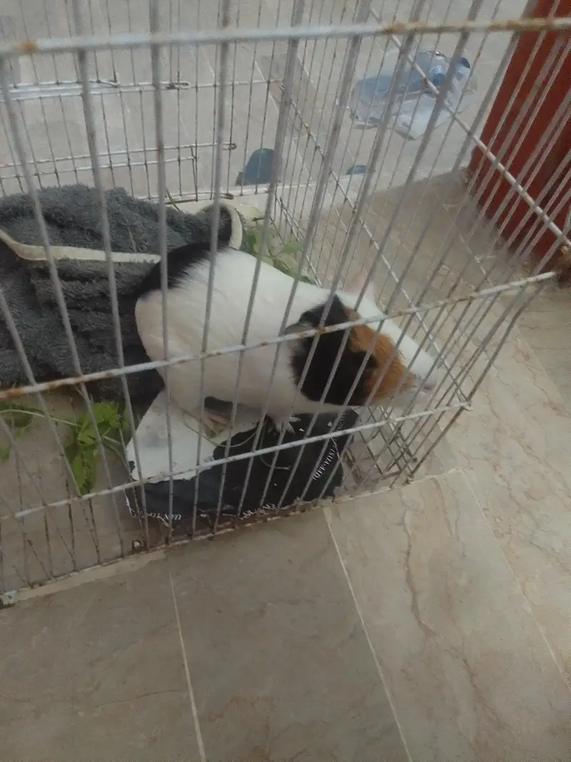 Guinea pig — photo 3