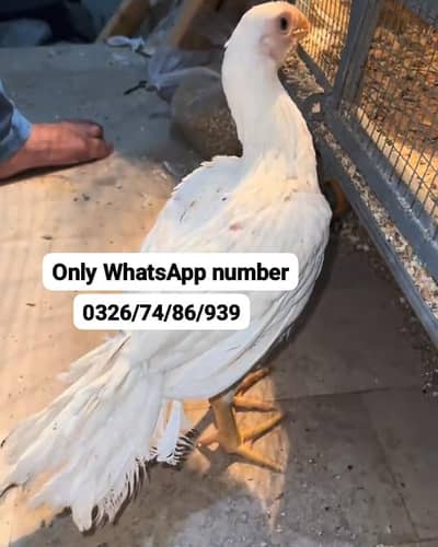 2 month Indian parrot Beak female for sale