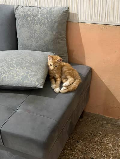 cute little ginger fluffball cat