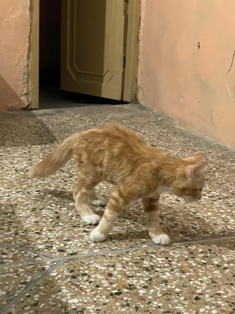 cute little ginger fluffball cat — photo 2