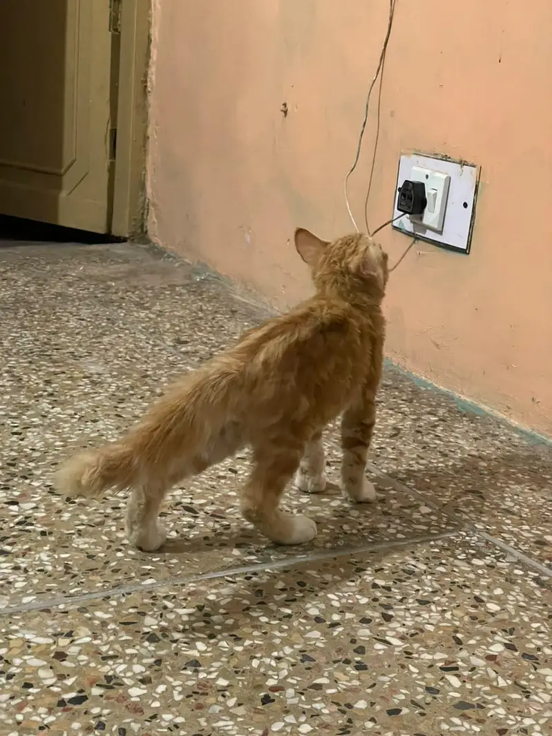 cute little ginger fluffball cat — photo 3