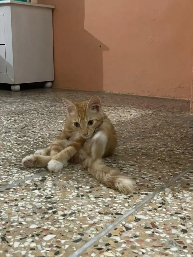 cute little ginger fluffball cat — photo 4