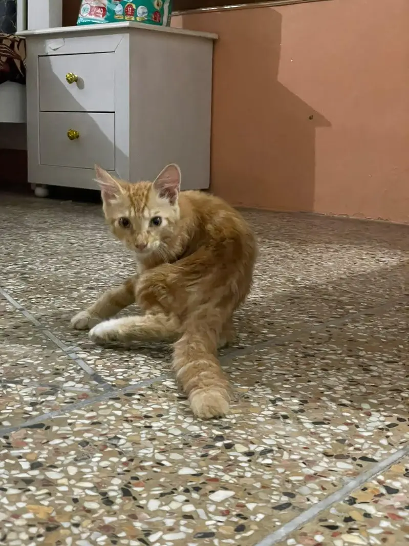 cute little ginger fluffball cat — photo 5