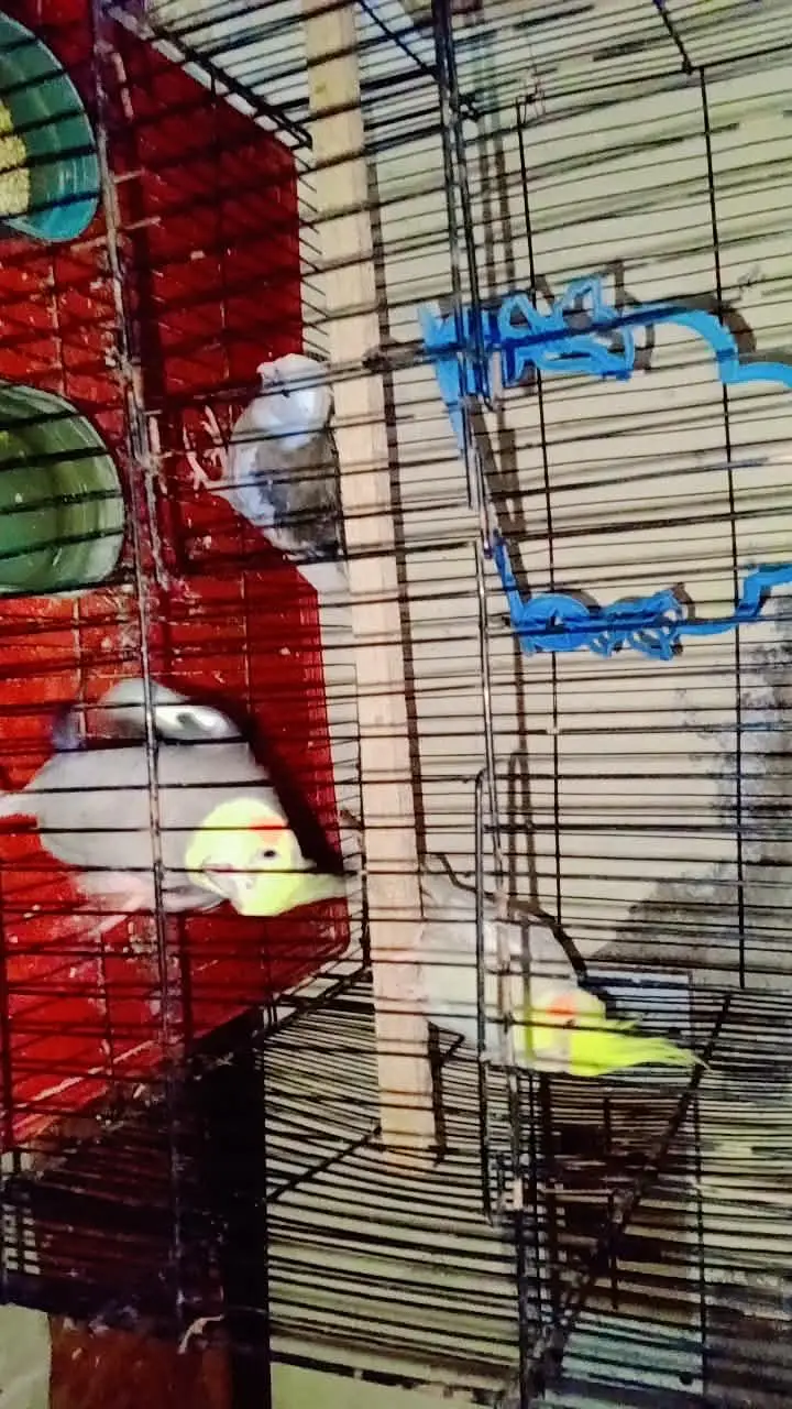 Cockatiels — photo 4