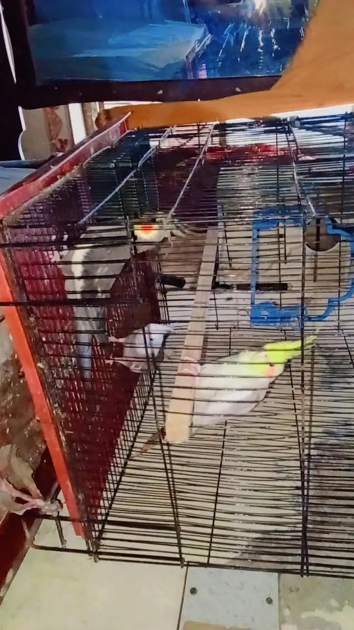 Cockatiels — photo 8