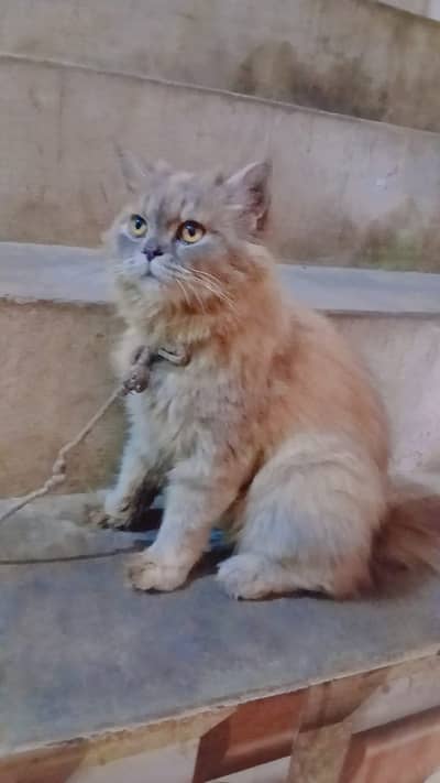 Grey golden Persian cat