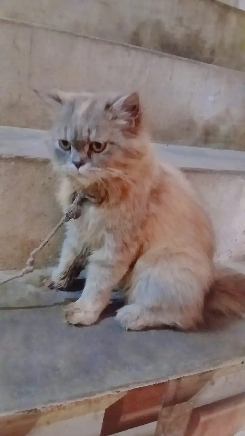 Grey golden Persian cat — photo 2