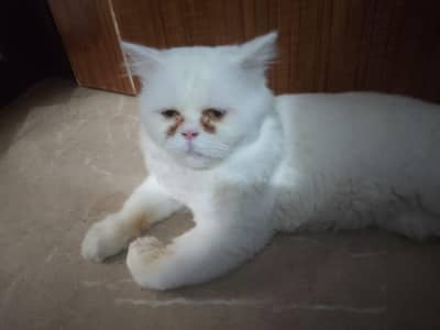 male for sale