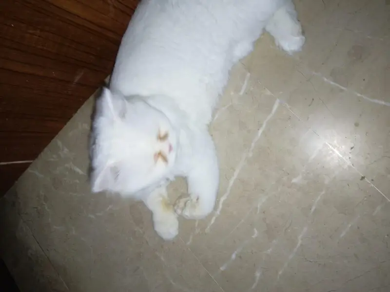 male for sale — photo 2