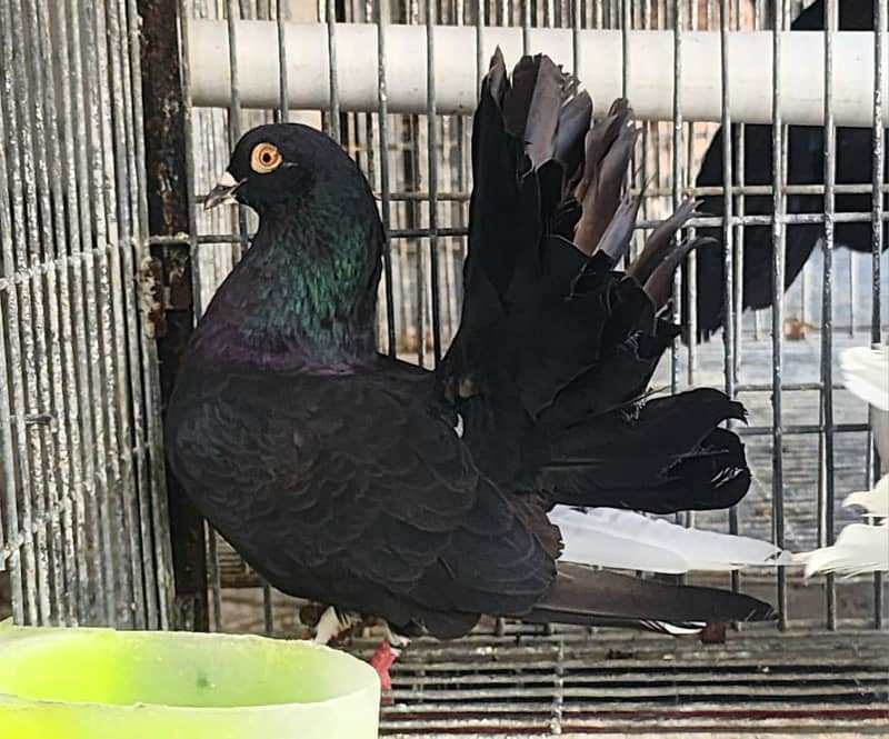 Fancy Pigeons 0