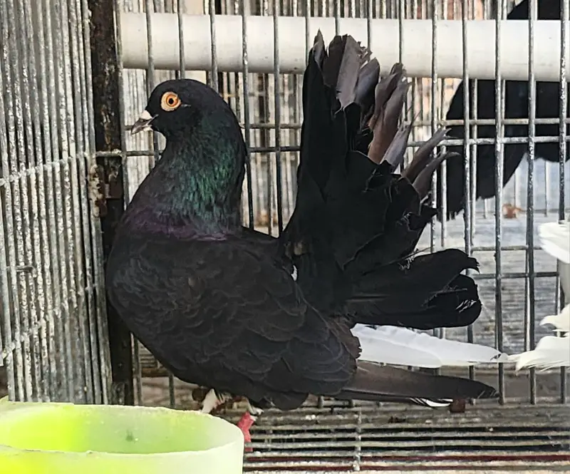 Fancy Pigeons