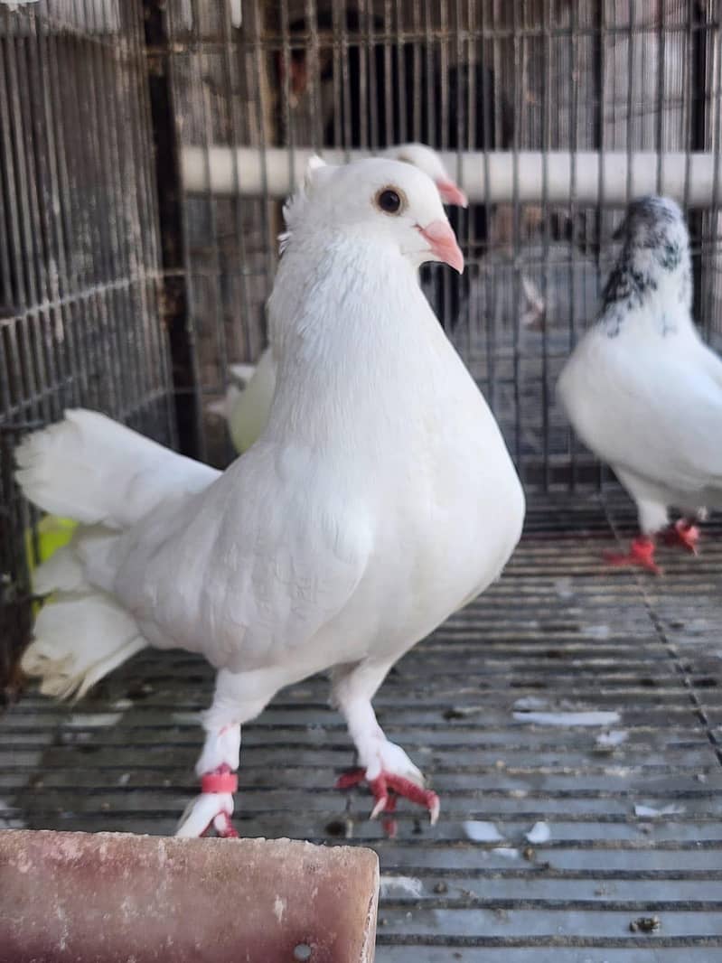 Fancy Pigeons 1