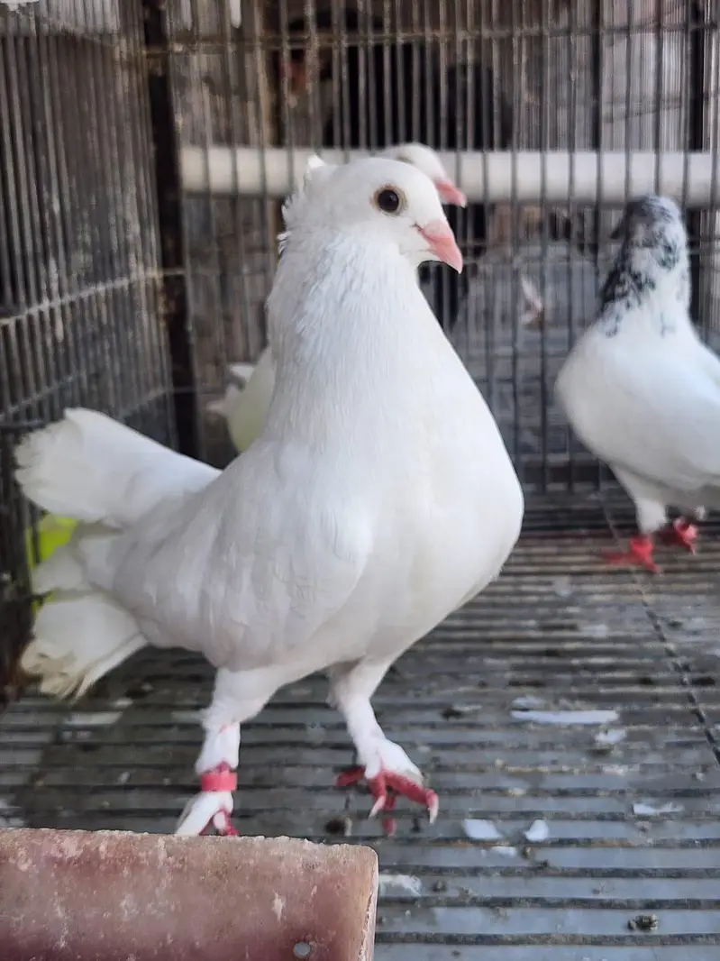 Fancy Pigeons — photo 2