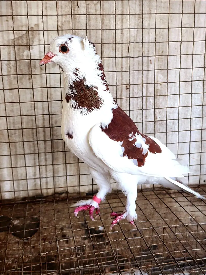Fancy Pigeons — photo 3