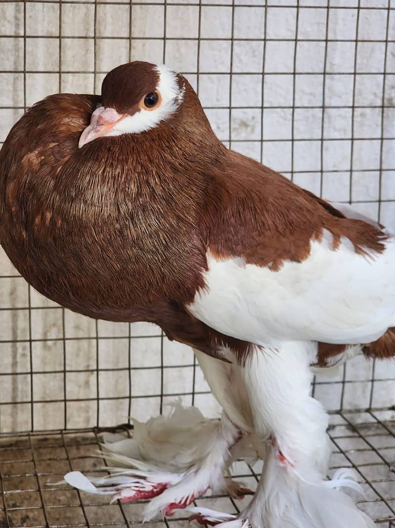 Fancy Pigeons 3